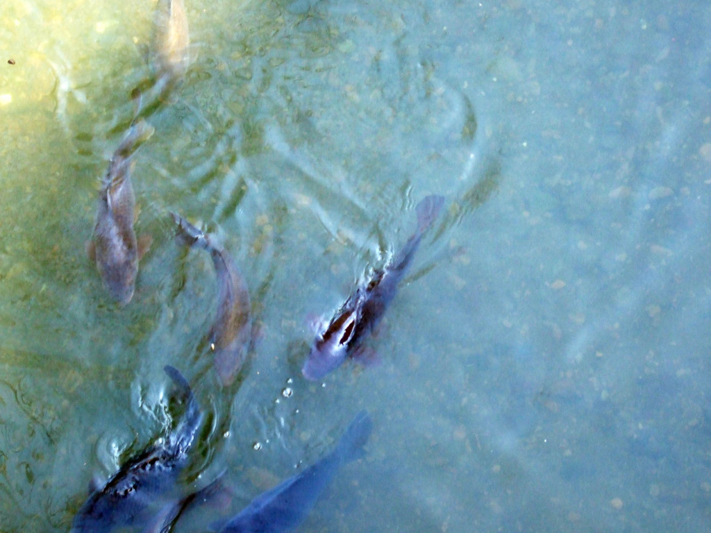 近所にある柳瀬川の橋の下には沢山の鯉が泳いでいます。橋の上に人が通れば、鯉もそこに近づいて集まってきます。ここはいつもの餌場です。