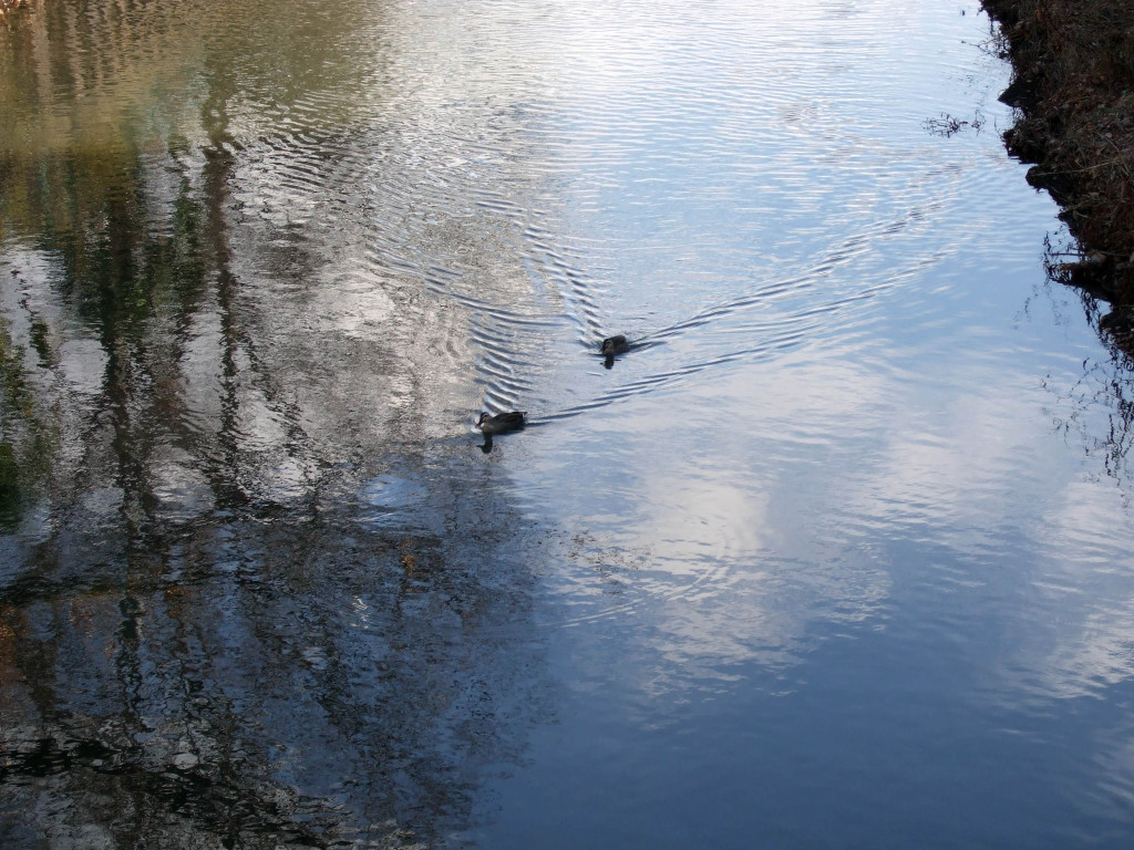 今日の柳瀬川は全体的にカルガモ達が少なめです。やっと、あちらから泳いでくる2羽のカルガモが最初のであいです。