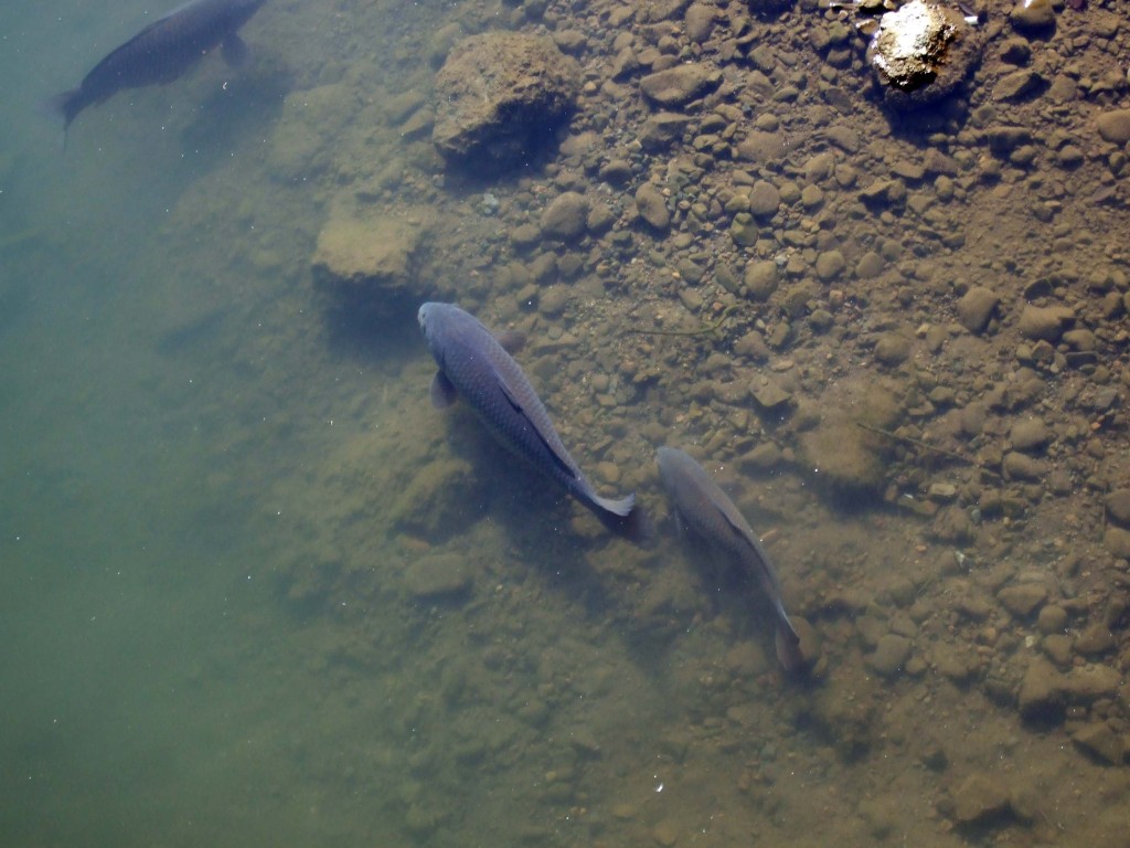 この二匹の鯉はずっと仲良く泳いでいるようにみえます。