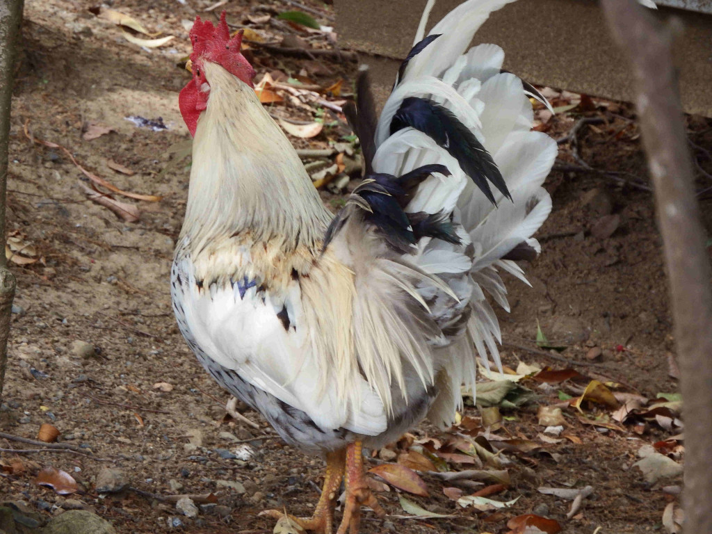 金山公園の入り口で放し飼いとなっている鶏がいます。コケコッコー！とうるさいオス鳥たちです。