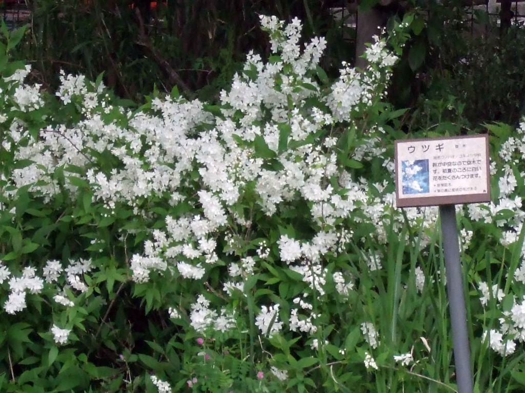 ウツギ（空木、学名：Deutzia crenata）はユキノシタ科の落葉低木で、ウノハナ（卯の花）とも呼ばれる。