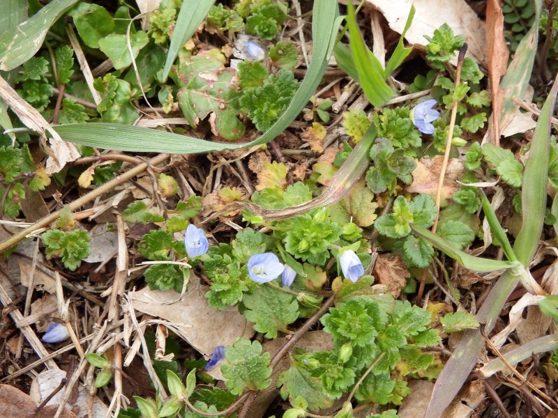 足元の雑草の中で、私の好きな可愛い小さな青い花が咲いていました。