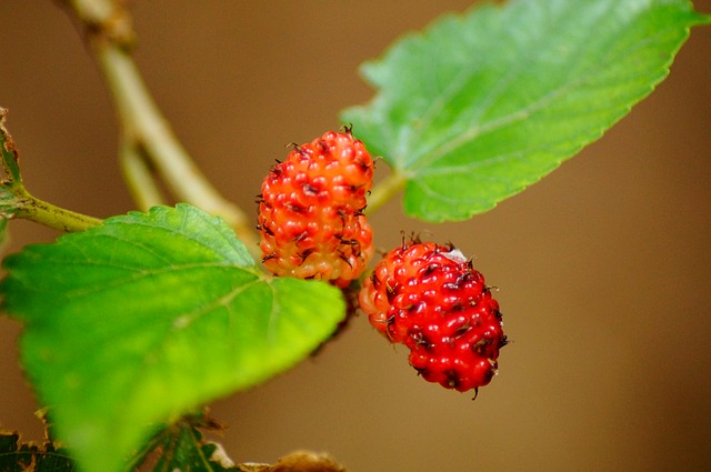 mulberry photo