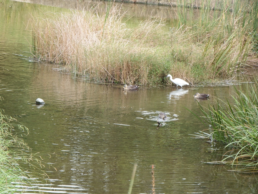 金山調整池の沼地にいたカモたちと一羽のコサギ