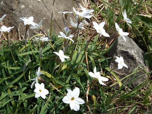 せせらぎ公園 中里橋付近に咲く白い花
