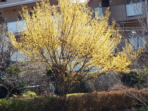 黄色い花が咲く木