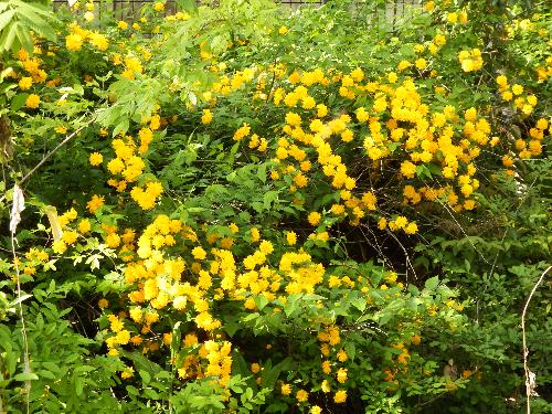 アカシアのような黄色の花
