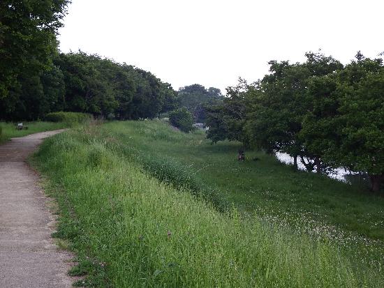 再び柳瀬川沿い遊歩道へ行くと、この辺りに渓流のような音が。