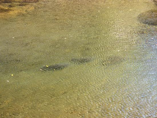 薬師橋の下に泳ぐ3匹の鯉の影